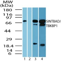 IHC-plus™ Polyclonal Rabbit anti-Human TBKBP1 Antibody (aa300-350, IHC, WB)