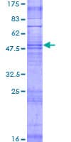 Human OR4X1 Protein (Recombinant GST)
