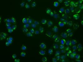 BAP / SIL1 Antibody (clone OTI3E3)