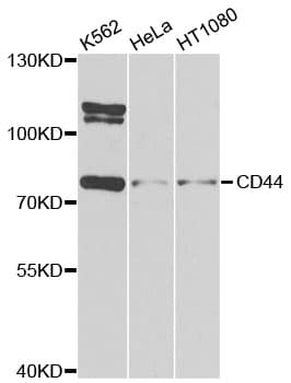 CD44 Antibody