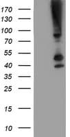 SERPINB13 / HUR7 Antibody (clone OTI1A7, Carrier-free)