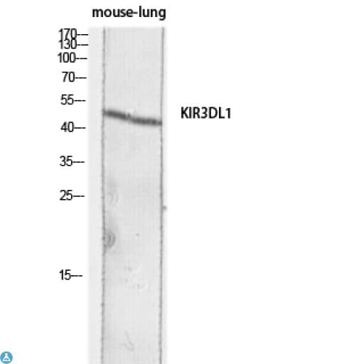 KIR3DL1 Antibody