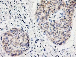 ILVBL Antibody (clone OTI4E4, Carrier-free)