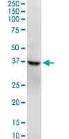 GNAQ Antibody (clone 3B9)