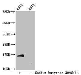 HIST1H3A Antibody