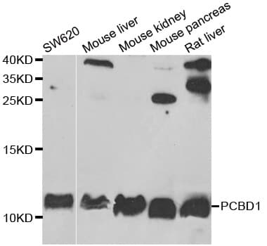 PCBD1 / PHS Antibody
