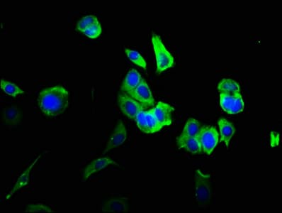 LYVE1 Antibody (aa20-238)