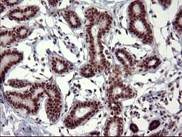RAPGEF1 Antibody (clone OTI2F5)