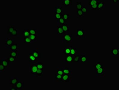 NMNAT1 / NMNAT Antibody