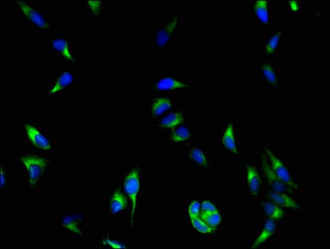 COASY Antibody
