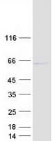Human RNF14 / ARA54 Protein (Recombinant Myc-DDK (Flag))