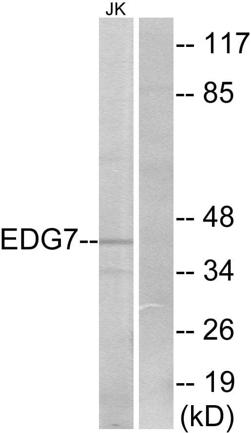 Polyclonal Rabbit anti-Human LPAR3 / LPA3 / EDG7 Antibody (IF, WB)