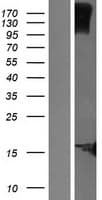 KRTCAP2 Protein (Over-Expression Lysate Myc-DDK (Flag))