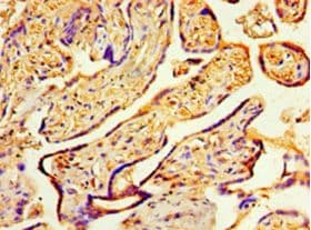 COPS7A Antibody (aa2-275, HRP)