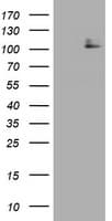 c-Kit / CD117 Antibody (aa546-976, clone OTI2B5)