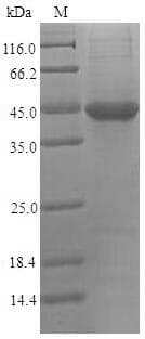 Human PVRL2 / CD112 Protein (Recombinant 6His, N-terminus)