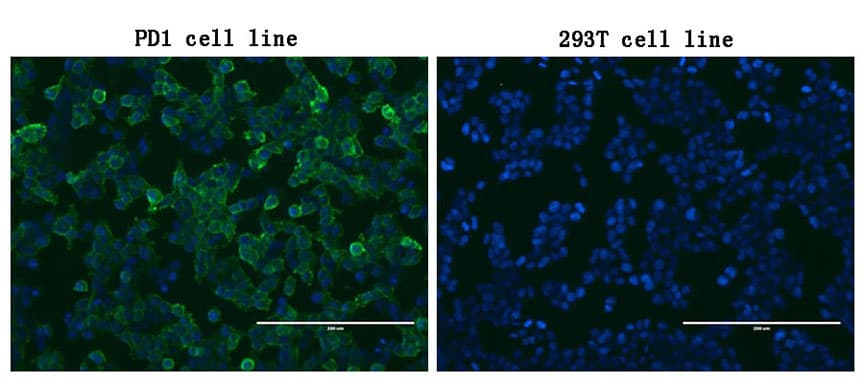 Monoclonal Mouse anti-Human PDCD1 / CD279 / PD-1 Antibody (clone OTI24D2, IF, WB)