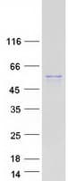 Human OSBPL2 Protein (Recombinant Myc-DDK (Flag))