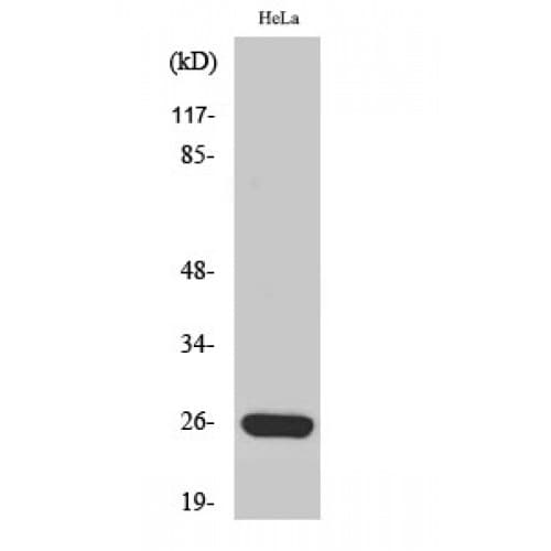 MRPS34 Antibody (160-240 aa, C-terminal)