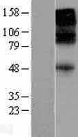 GABRB3 Protein (Over-Expression Lysate Myc-DDK (Flag))