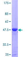 Human CRK Protein (Recombinant GST)
