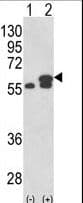 PDIA3 / ERp57 Antibody (aa192-220)