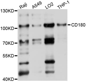 RP105 / CD180 Antibody