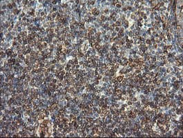 TMEM173 / STING Antibody (clone OTI4H8)