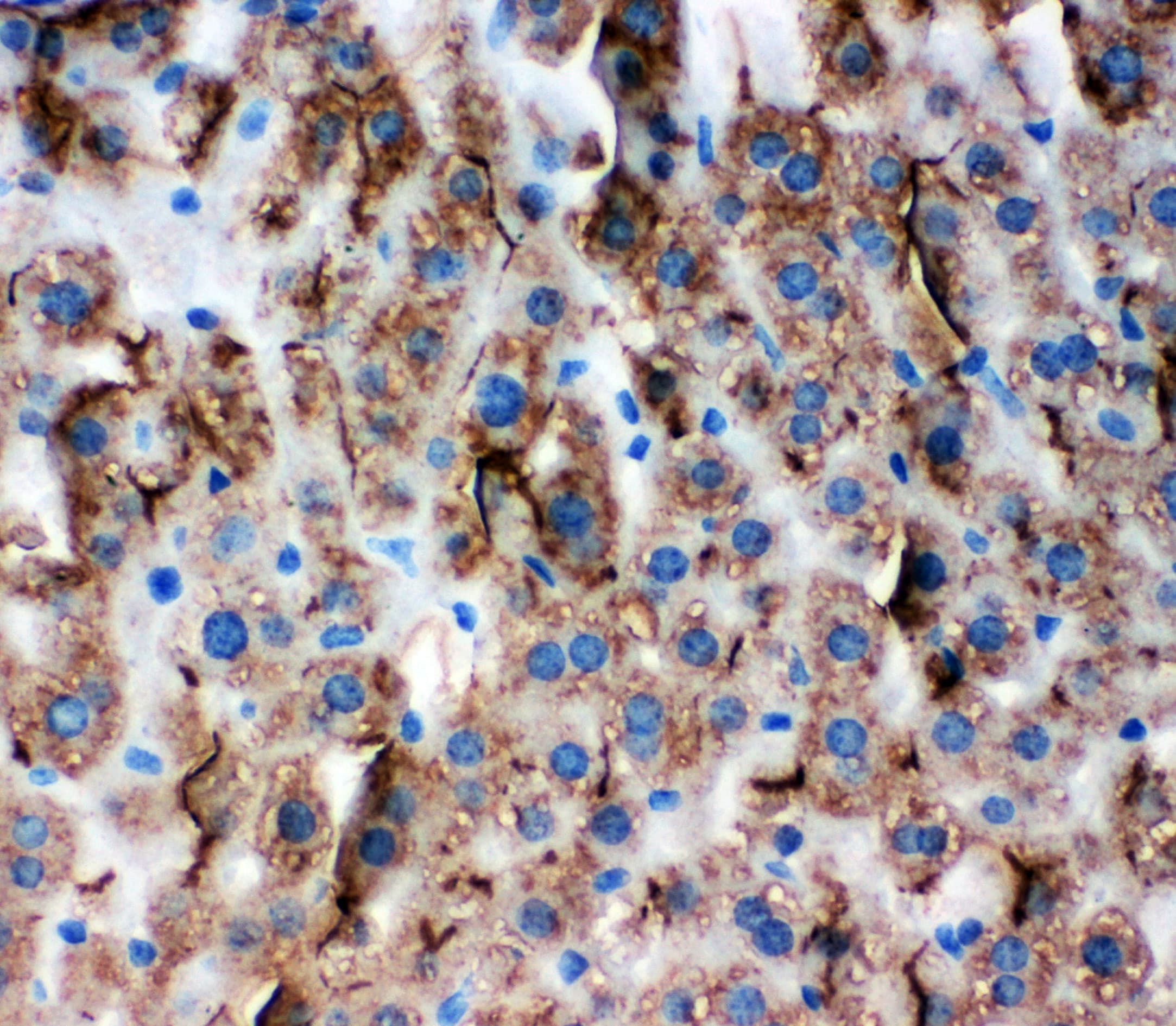 TJP3 / ZO3 Antibody (aa885-905)