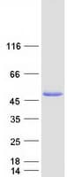 Human PAAF1 Protein (Recombinant Myc-DDK (Flag))