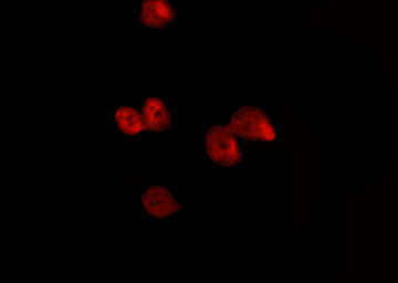 Polyclonal Rabbit anti-Human HIST3H3 Antibody (Methyl-Lys4, IHC, IF, WB)