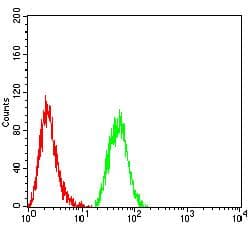 HTRA2 / OMI Antibody (clone 6H7A8)