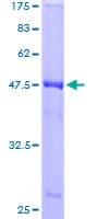 Human TRAPPC5 Protein (Recombinant GST)