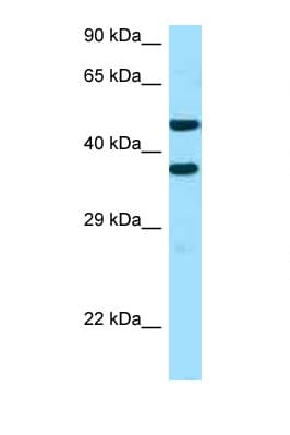 SFXN2 Antibody (aa186-235)