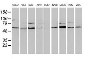 BECN1 / Beclin-1 Antibody (clone OTI1F1)