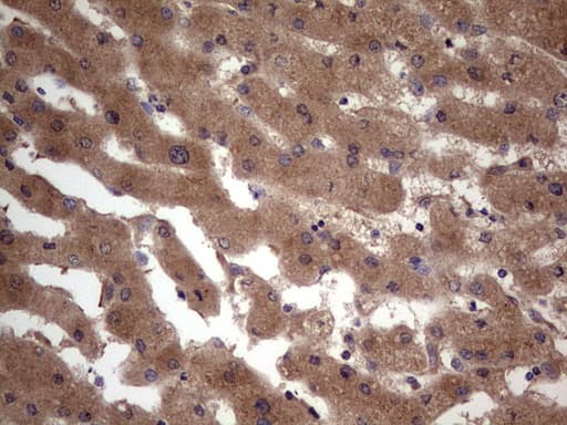 BFSP2 Antibody (aa184-415, clone OTI4E7, Carrier-free)