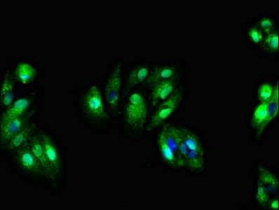 SDC4 / Syndecan 4 Antibody