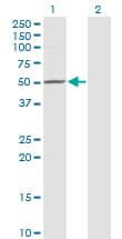 ZMYND10 Antibody (clone 3D11)