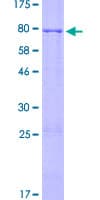 Human ZNF596 Protein (Recombinant GST)