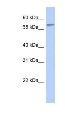 ZNF45 Antibody (C-Terminus)