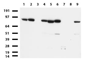 MLH1 Antibody (aa299-527, clone UMAB191)