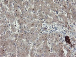DPH2 Antibody (clone OTI2B12)