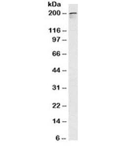 NUMA1 / NUMA Antibody (clone A73-B/D12, Azide-free, BSA-free)