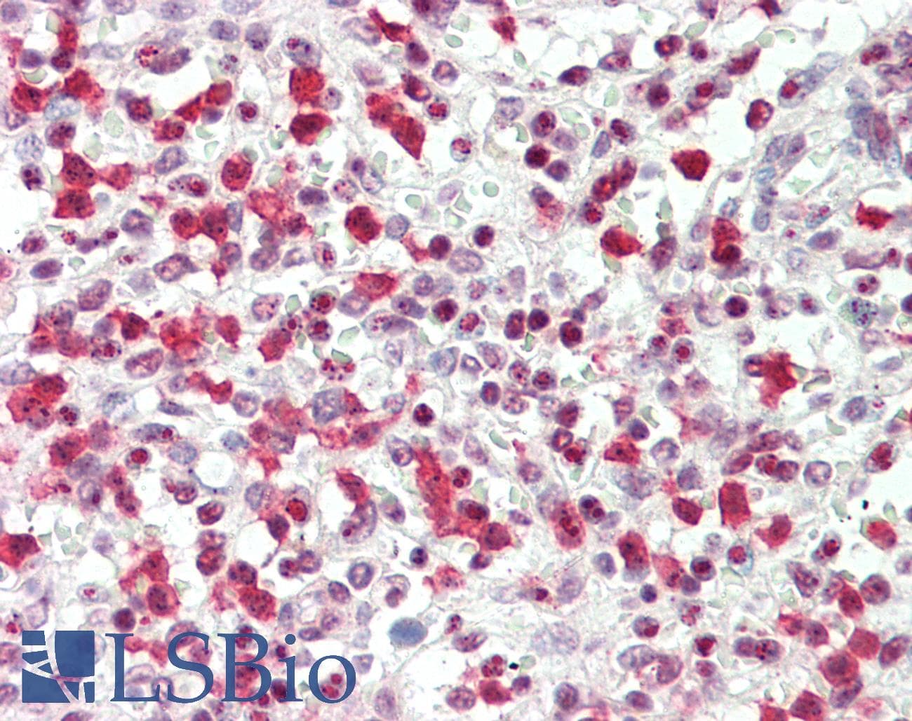 OS9 Antibody (Internal, DY650)