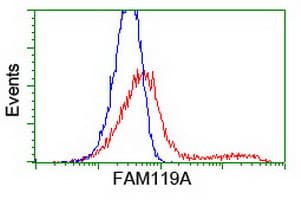 HCA557B / METTL21A Antibody (clone OTI2G7)