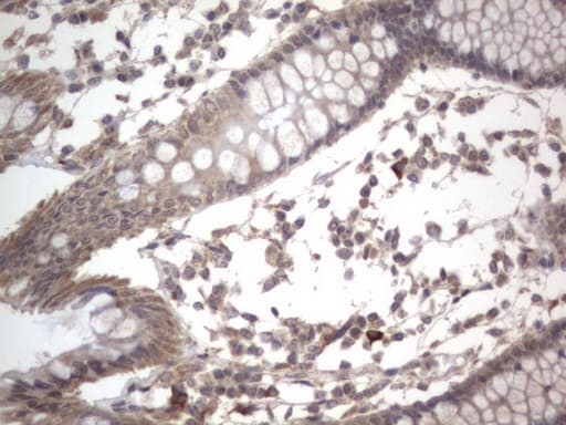 DDOST / OST48 Antibody (aa131-378, clone OTI2B4)