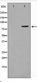 Polyclonal Rabbit anti-Human STAT1 Antibody (IHC, WB)