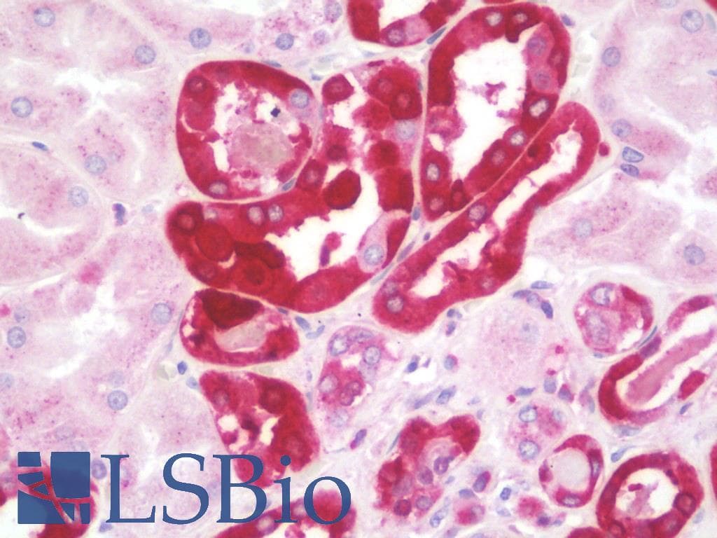 IHC-plus™ OXER1 Antibody (aa212-261)