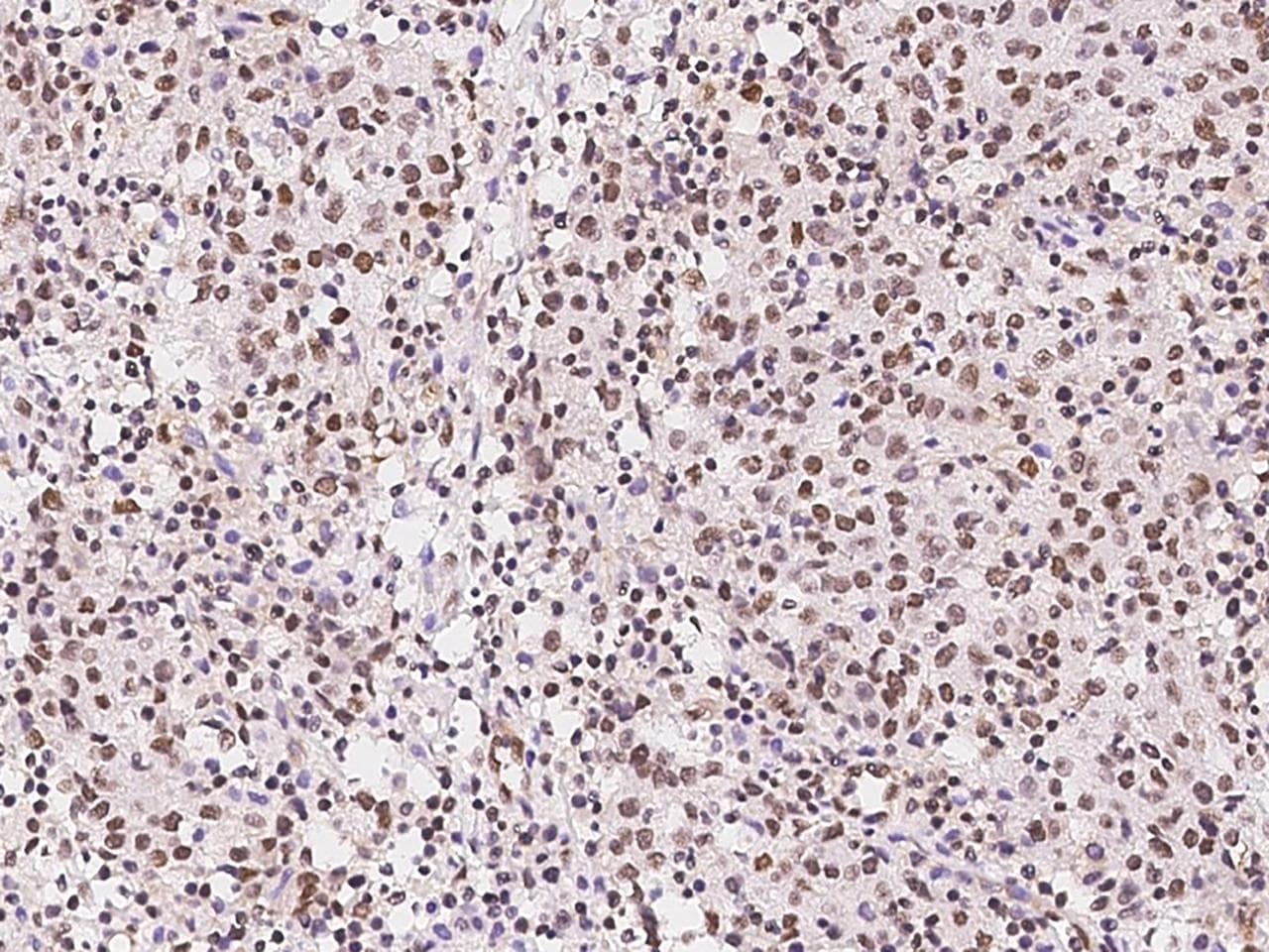 GMEB1 Antibody