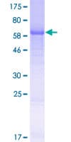 Human FAM102B Protein (Recombinant GST)